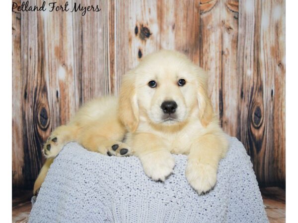 Golden Retriever DOG Female Golden 20038 Petland Fort Myers, Florida