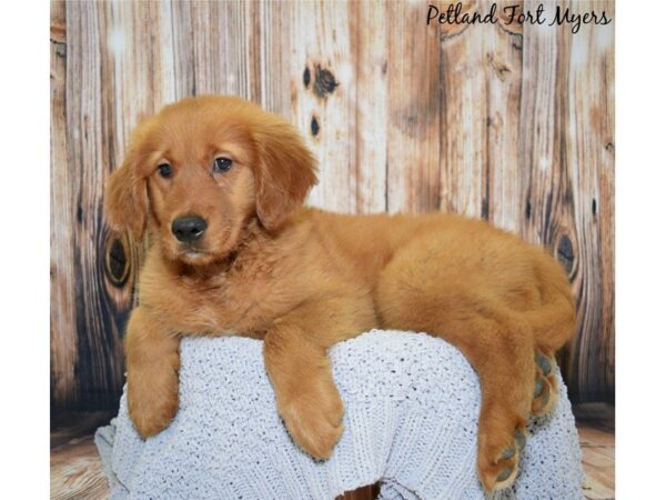 Golden Retriever DOG Female Red 19956 Petland Fort Myers, Florida