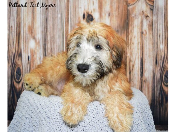 Soft Coated Wheaten Terrier DOG Female Wheaten 19894 Petland Fort Myers, Florida