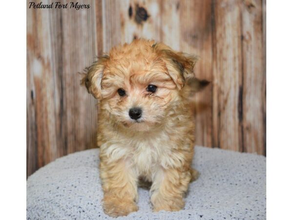 Yorkie/Bichon DOG Male Golden 20061 Petland Fort Myers, Florida