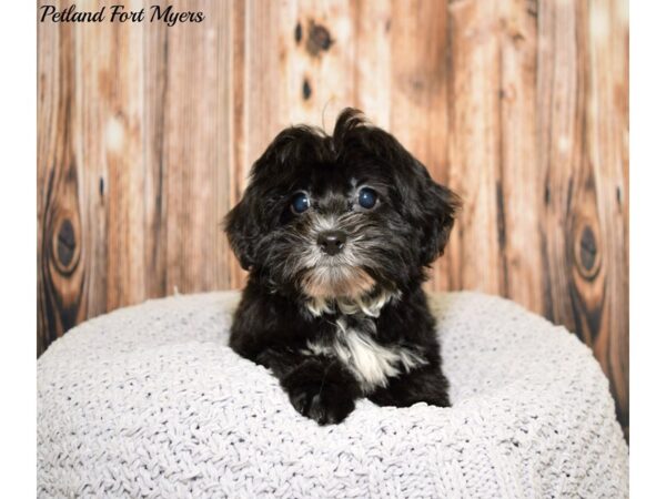 Yorkie/Bichon DOG Female Black 20060 Petland Fort Myers, Florida