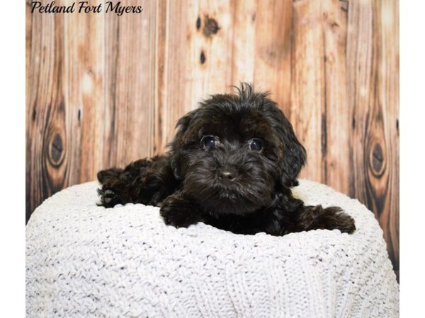 Yorkie/Poodle-DOG-Female-Black-20059-Petland Fort Myers, Florida