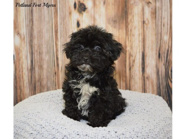 Yorkie/Poodle DOG Female Black & Tan 20058 Petland Fort Myers, Florida