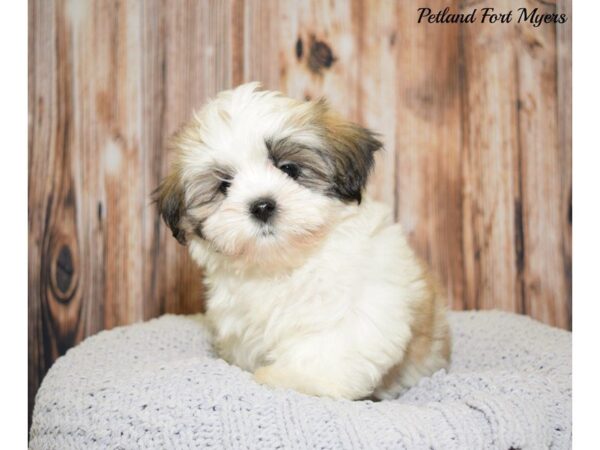 Maltese/Shih Tzu DOG Female White & Gold 20065 Petland Fort Myers, Florida