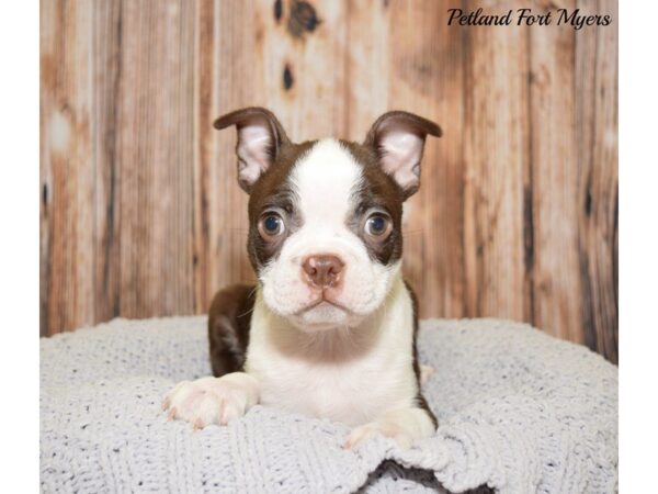 Boston Terrier DOG Male Red & White 20064 Petland Fort Myers, Florida