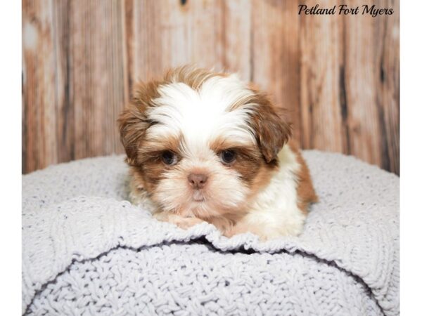 Shih Tzu DOG Male Gold & White 20062 Petland Fort Myers, Florida