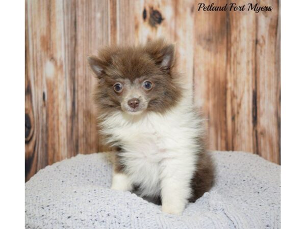 Pomeranian DOG Female Grey & White 20055 Petland Fort Myers, Florida