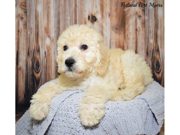 Double Doodle DOG Female Cream 20054 Petland Fort Myers, Florida