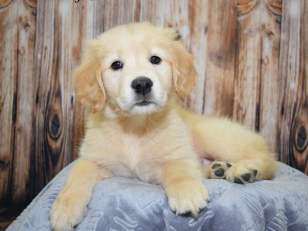 Golden Retriever DOG Female Golden 20099 Petland Fort Myers, Florida