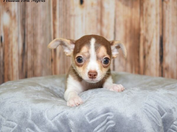 Chihuahua DOG Male Tan & White 20097 Petland Fort Myers, Florida