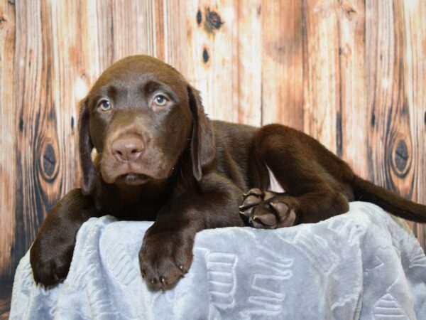 Labrador Retriever DOG Female Chocolate 20096 Petland Fort Myers, Florida