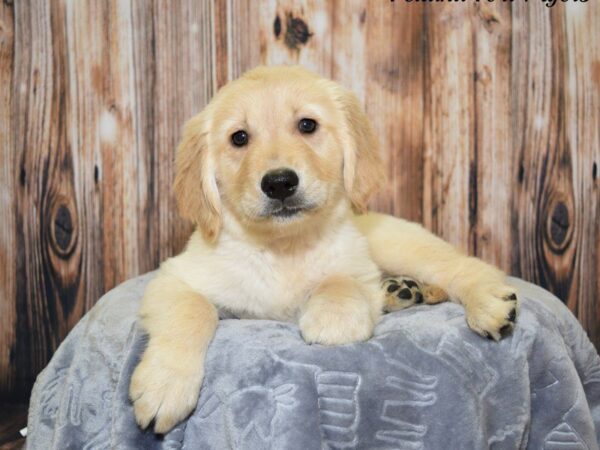 Golden Retriever DOG Female Golden 20095 Petland Fort Myers, Florida