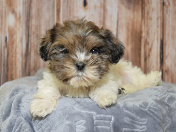 Shih-Poo (Shih Tzu/Poodle) DOG Female White & Chocolate 20093 Petland Fort Myers, Florida