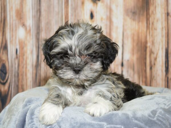 Shih-Poo (Shih Tzu/Poodle) DOG Female Blue Merle 20092 Petland Fort Myers, Florida