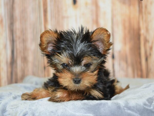 Yorkshire Terrier DOG Male Black & Tan 20091 Petland Fort Myers, Florida