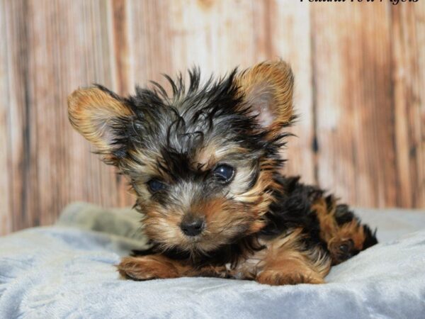 Yorkshire Terrier DOG Female Black & Tan 20090 Petland Fort Myers, Florida