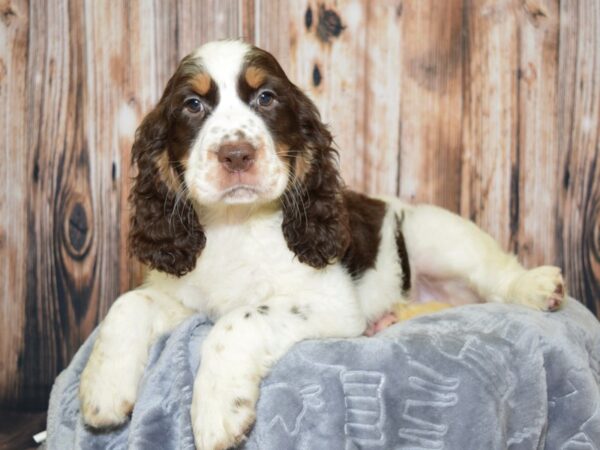 English Springer Spaniel DOG Female Brown & White 20089 Petland Fort Myers, Florida