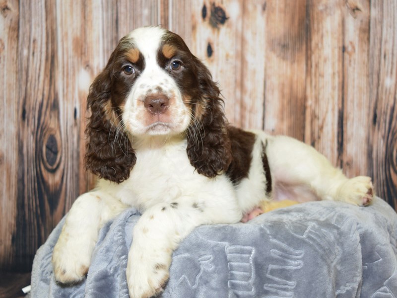 Past Litters | Appalachian Kennels | Springer Spaniels | KY
