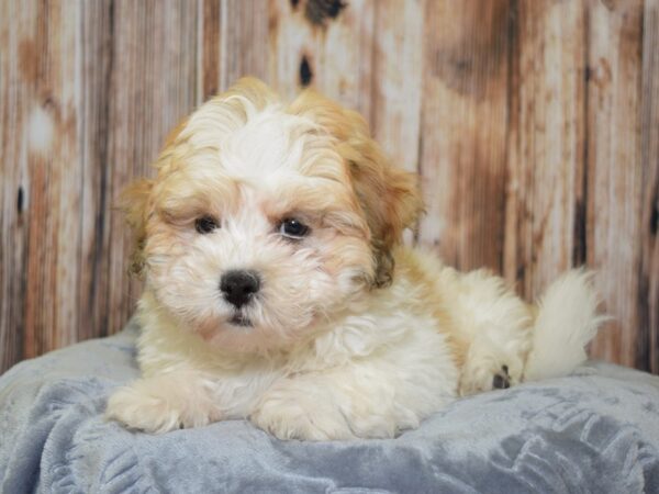 Lhasa Apso/Poodle DOG Male White & Brown 20088 Petland Fort Myers, Florida