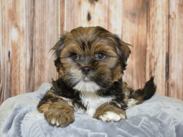 Lhasa Apso DOG Male Sable 20087 Petland Fort Myers, Florida