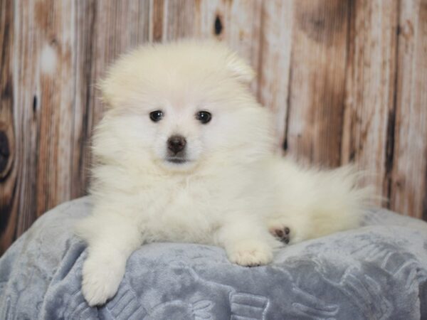 Pomeranian DOG Female White 20085 Petland Fort Myers, Florida