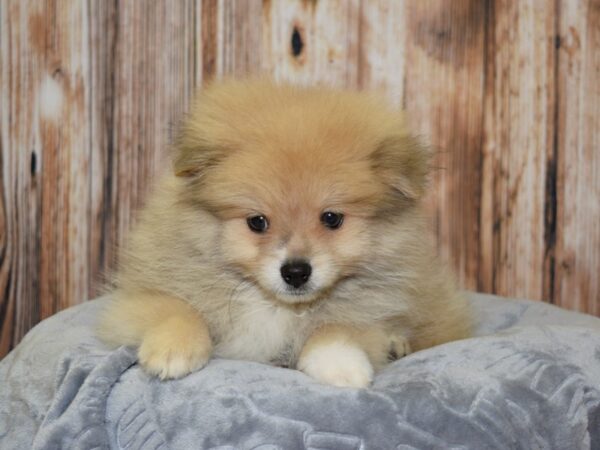 Pomeranian DOG Male Tan 20084 Petland Fort Myers, Florida