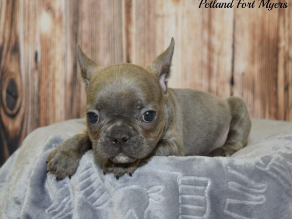 French Bulldog DOG Male Blue 20082 Petland Fort Myers, Florida