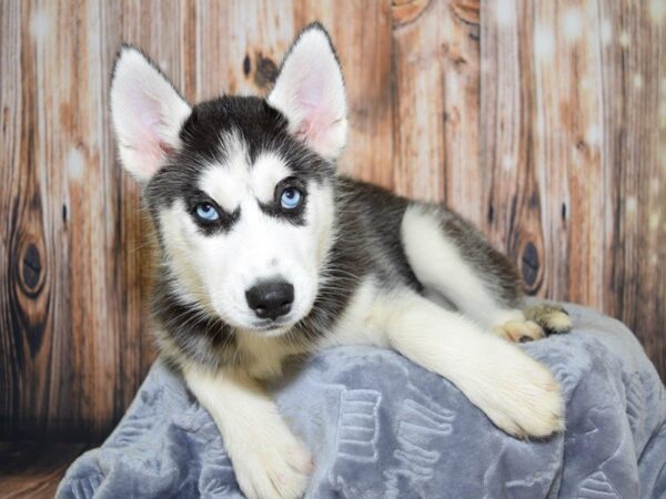 Siberian Husky-DOG-Female-Black & White-20081-Petland Fort Myers, Florida