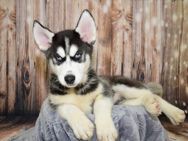 Siberian Husky DOG Male Black & White 20080 Petland Fort Myers, Florida