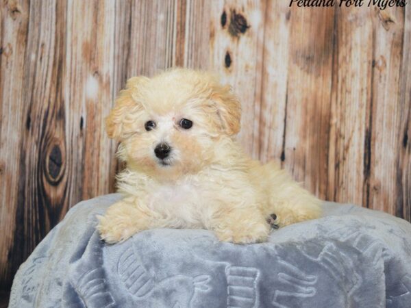 Maltese/Bichon DOG Female Apricot 20079 Petland Fort Myers, Florida