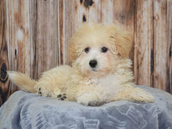 Maltese/Bichon DOG Male Cream/Apricot 20078 Petland Fort Myers, Florida