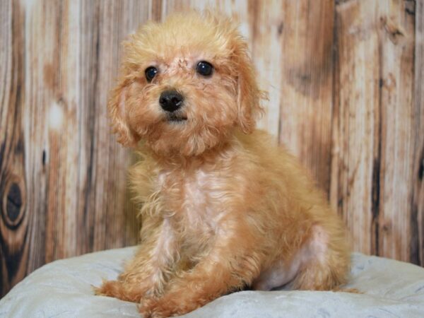 Miniature Schnauzer/Poodle DOG Male Apricot 20077 Petland Fort Myers, Florida