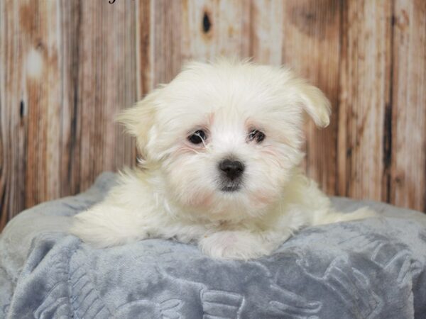 Maltese DOG Male White 20076 Petland Fort Myers, Florida