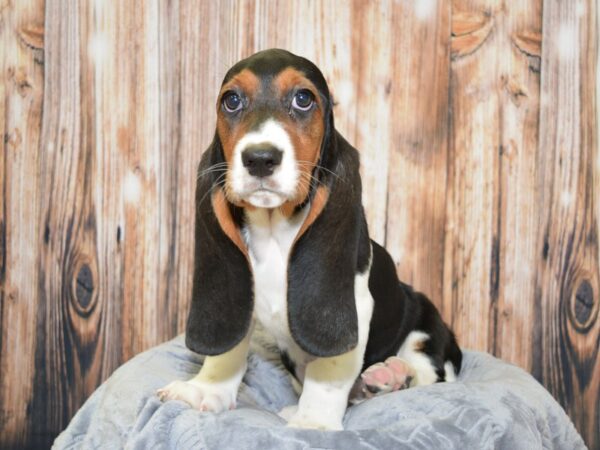 Basset Hound-DOG-Female-Black White & Tan-20075-Petland Fort Myers, Florida