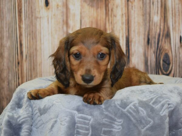 Dachshund DOG Female Red Sable 20074 Petland Fort Myers, Florida