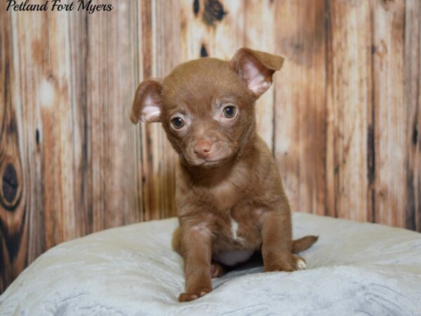 Chihuahua DOG Female Chocolate, White Markings 20072 Petland Fort Myers, Florida