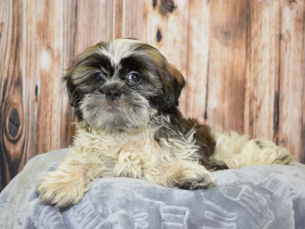 Shih Tzu DOG Male Gold & White, Prti 20071 Petland Fort Myers, Florida