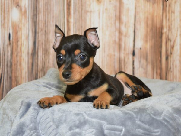 Miniature Pinscher DOG Female Black & Rust 20070 Petland Fort Myers, Florida