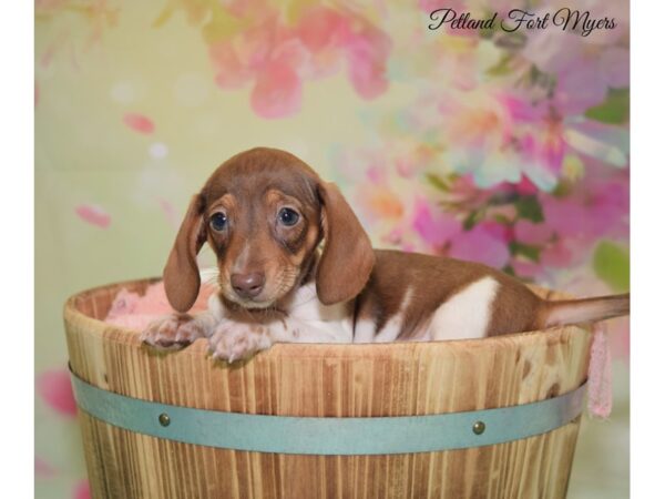 Dachshund DOG Female Red 20126 Petland Fort Myers, Florida