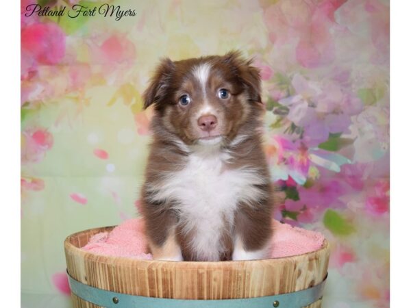 Miniature Australian Shepherd DOG Female Red Tri 20123 Petland Fort Myers, Florida