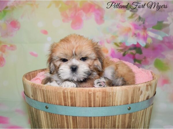 Lhasa Apso DOG Female Red Gold 20120 Petland Fort Myers, Florida