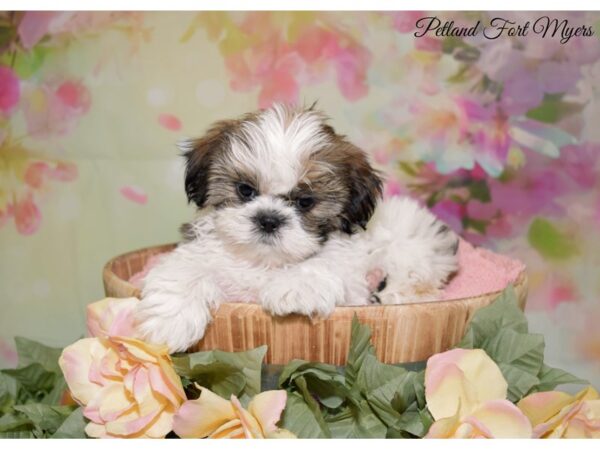 Shih Tzu DOG Female Red & White 20119 Petland Fort Myers, Florida