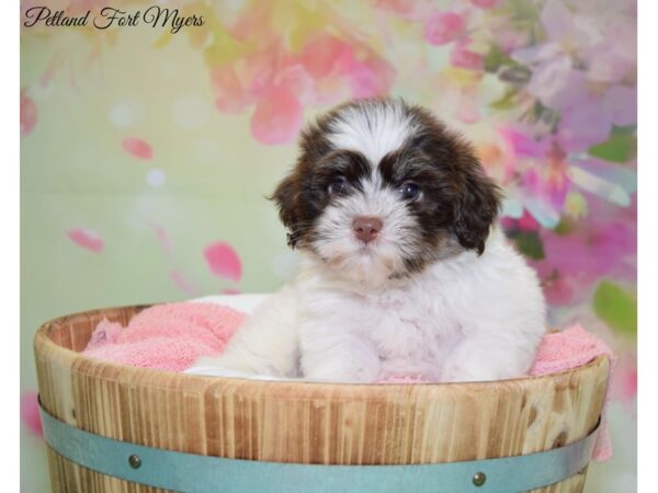 Havanese DOG Male White Chocolate Tan, Parti 20118 Petland Fort Myers, Florida