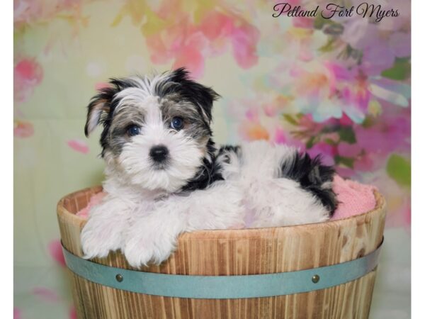 Morkie (Maltese/Yorkshire Terrier) DOG Female White Black & Tan 20117 Petland Fort Myers, Florida