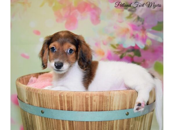 Dachshund DOG Male Red Sable, Piebald 20115 Petland Fort Myers, Florida