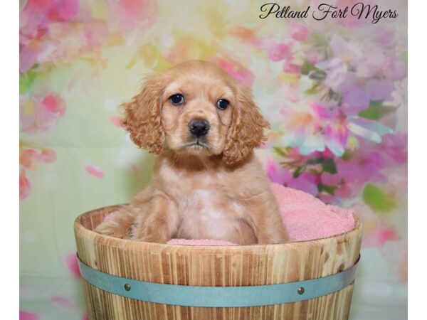 Cocker Spaniel DOG Male Buff 20112 Petland Fort Myers, Florida