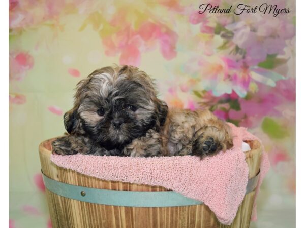 Shih Tzu DOG Male Red Gold 20111 Petland Fort Myers, Florida