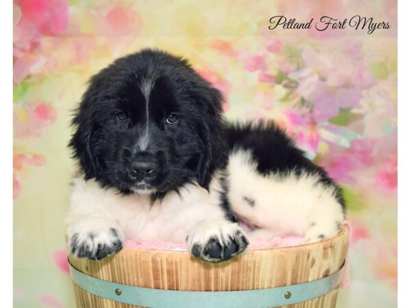 Newfoundland DOG Female Black Landseer 20110 Petland Fort Myers, Florida