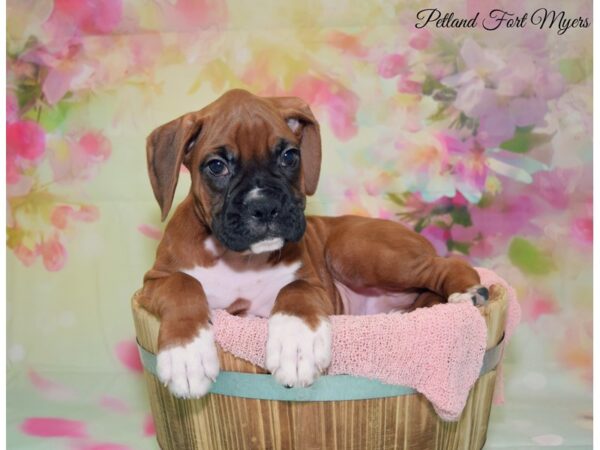 Boxer-DOG-Male-Fawn-20108-Petland Fort Myers, Florida