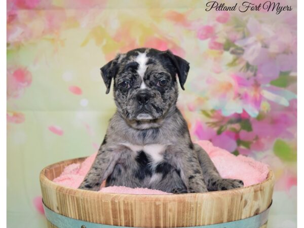 Ori Pei-DOG-Female-Blue Merle-20107-Petland Fort Myers, Florida